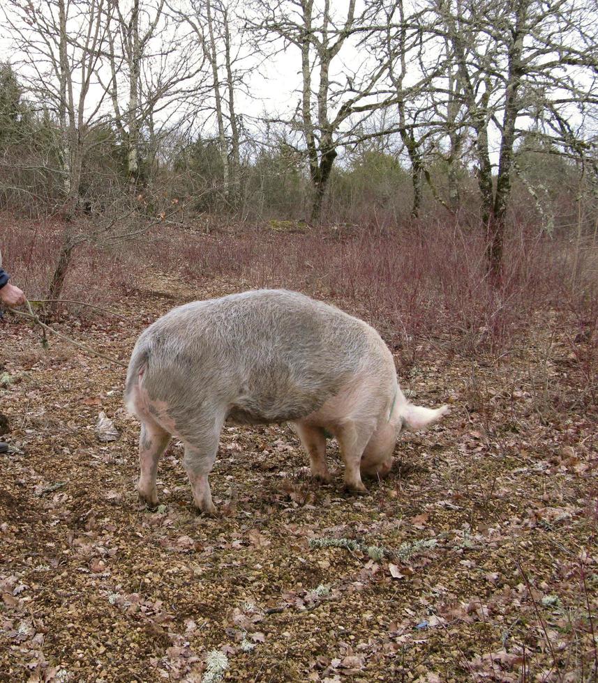 raccolta di tartufo nero con l'aiuto di un maiale a lalbenque, francia foto