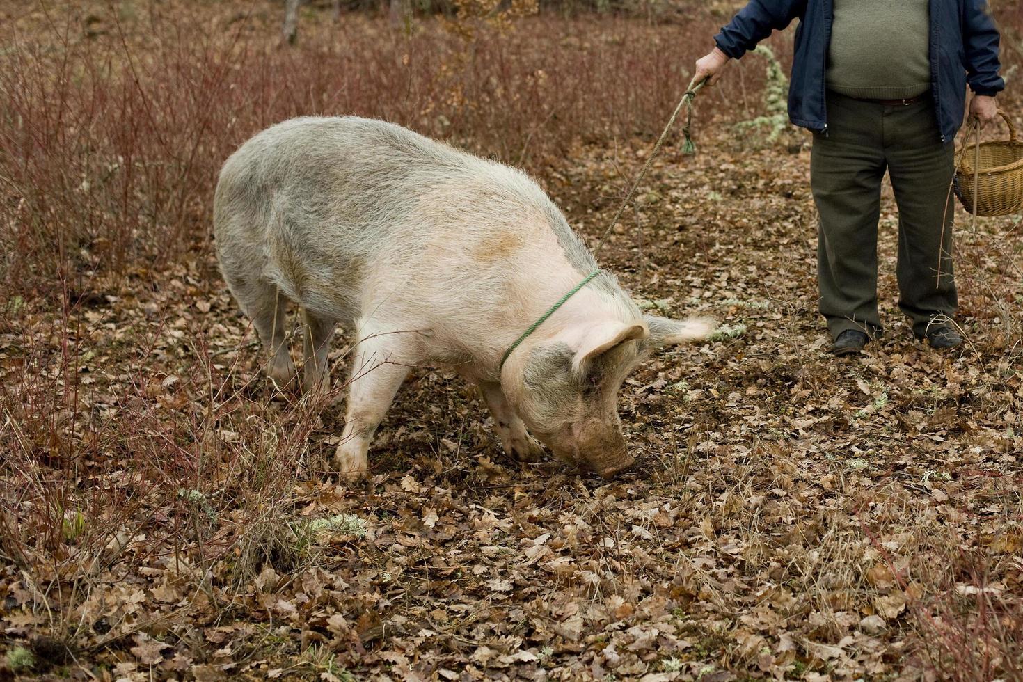 raccolta di tartufo nero con l'aiuto di un maiale a lalbenque, francia foto