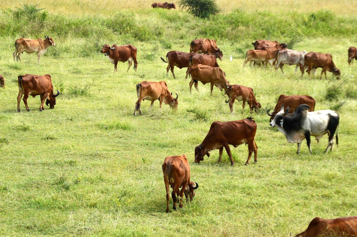 mucche e tori pascolano su un prato lussureggiante foto