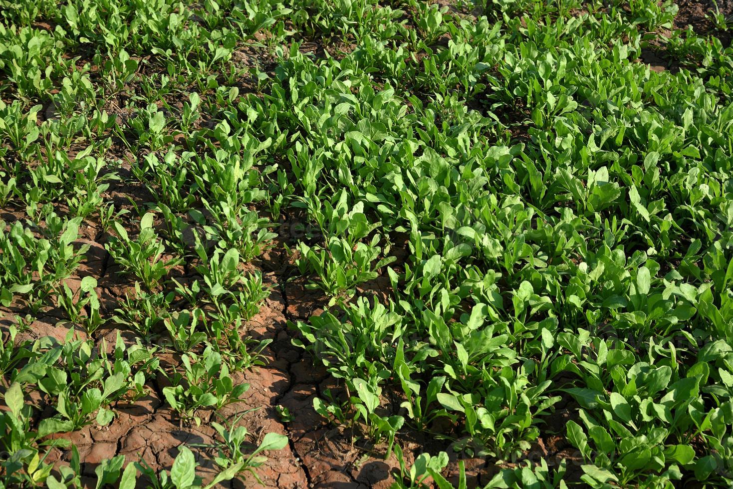 spinaci freschi in fattoria biologica foto