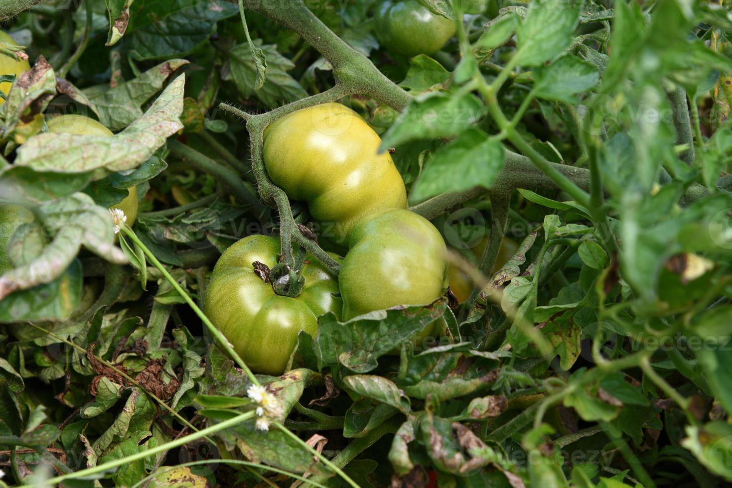 pianta di pomodoro fresco in azienda agricola biologica foto
