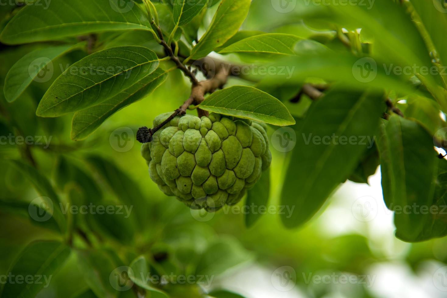 mele alla crema o mele zuccherate o annona squamosa linn. crescere su un albero. foto