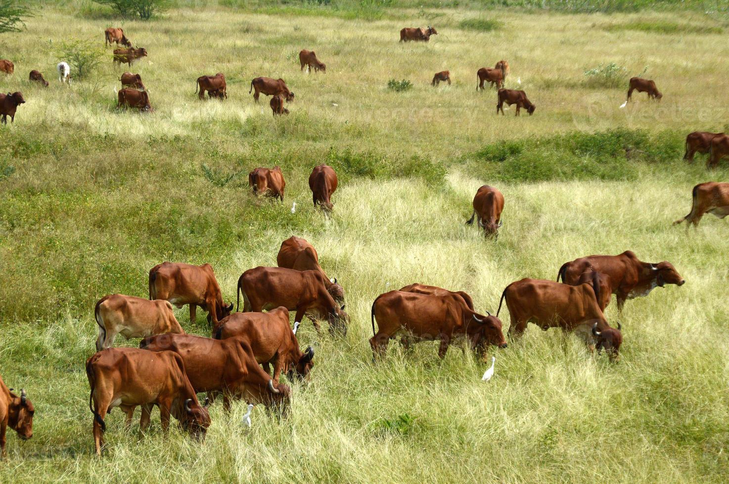 mucche e tori pascolano su un prato lussureggiante foto