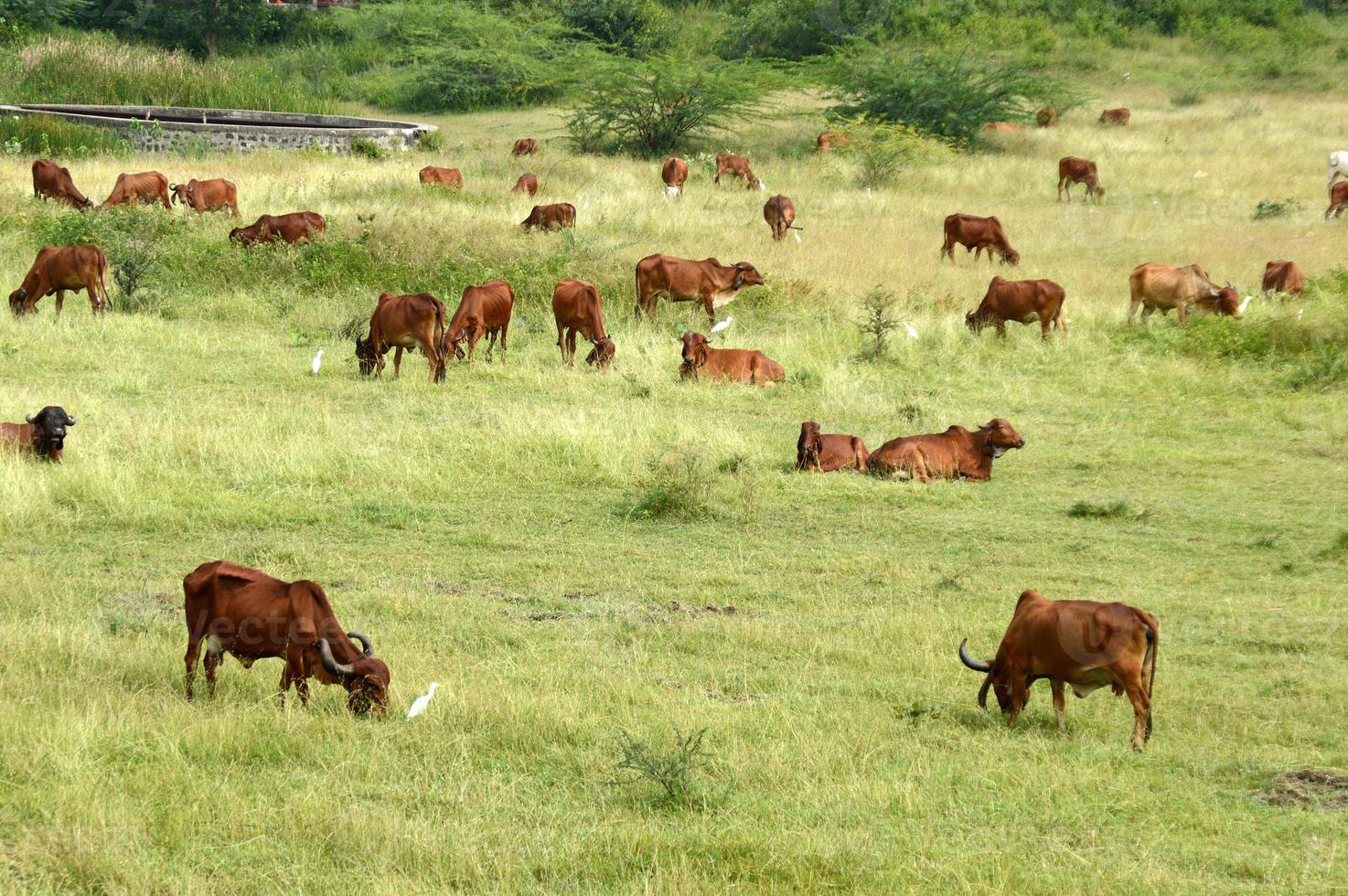 mucche e tori pascolano su un prato lussureggiante foto