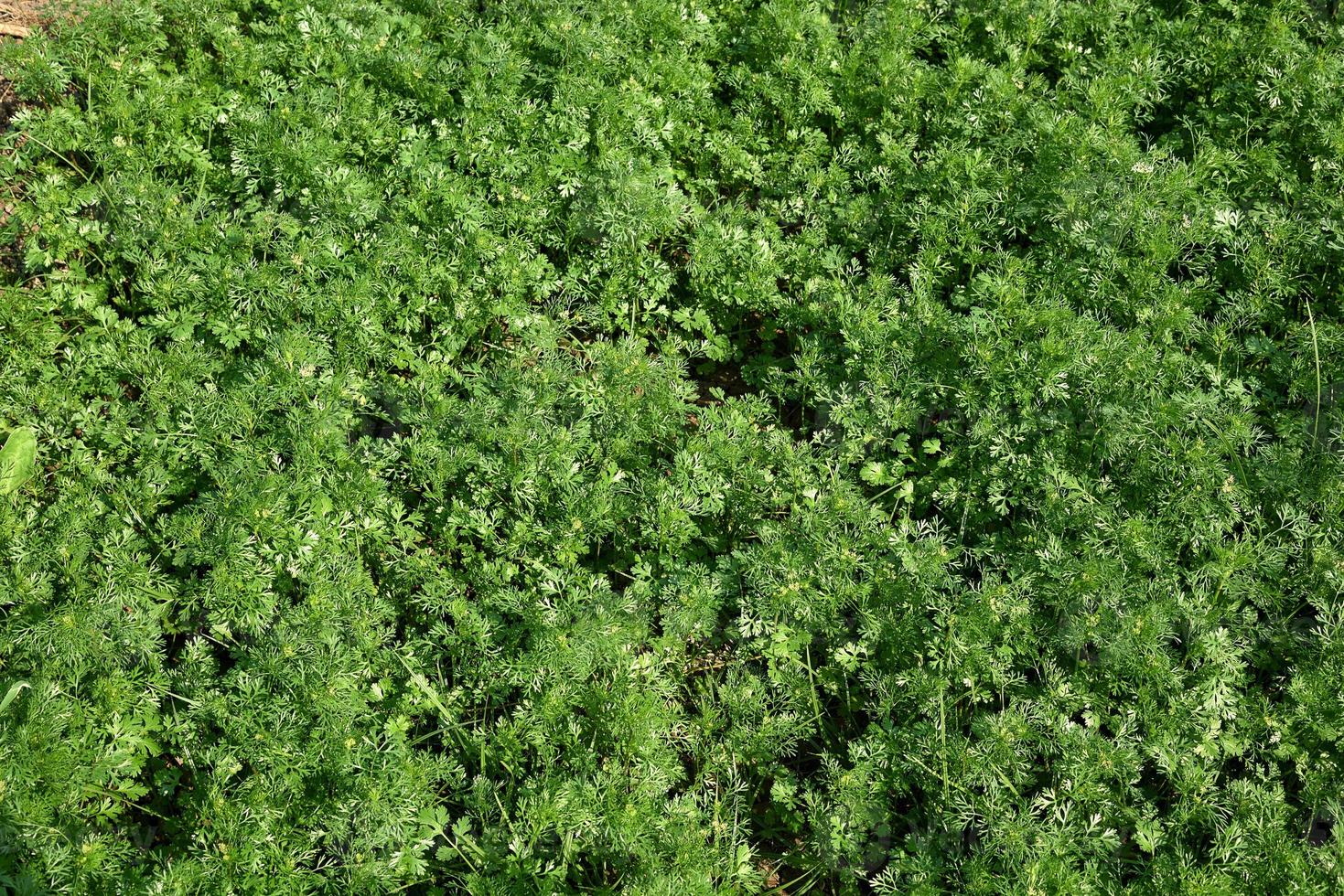 coriandolo verde fresco in giardino o in un campo agricolo foto