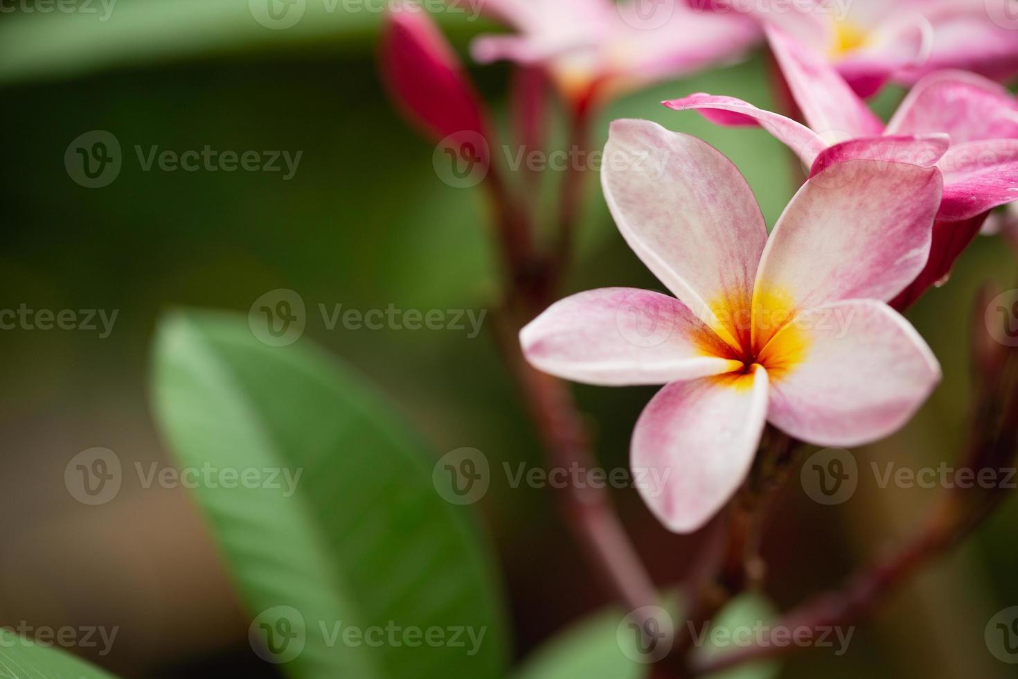 fiori di plumeria tono morbido foto