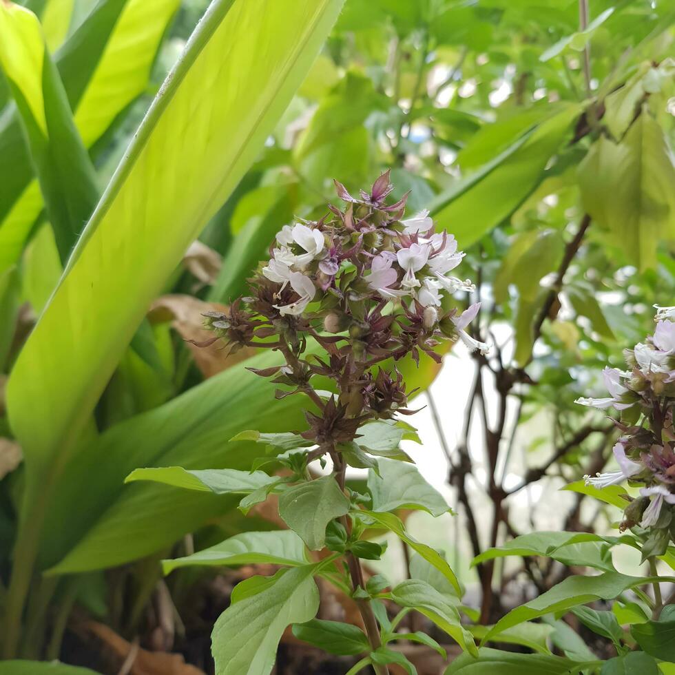 carino e colorato fiori con verde le foglie nel un' tropicale nazione. foto