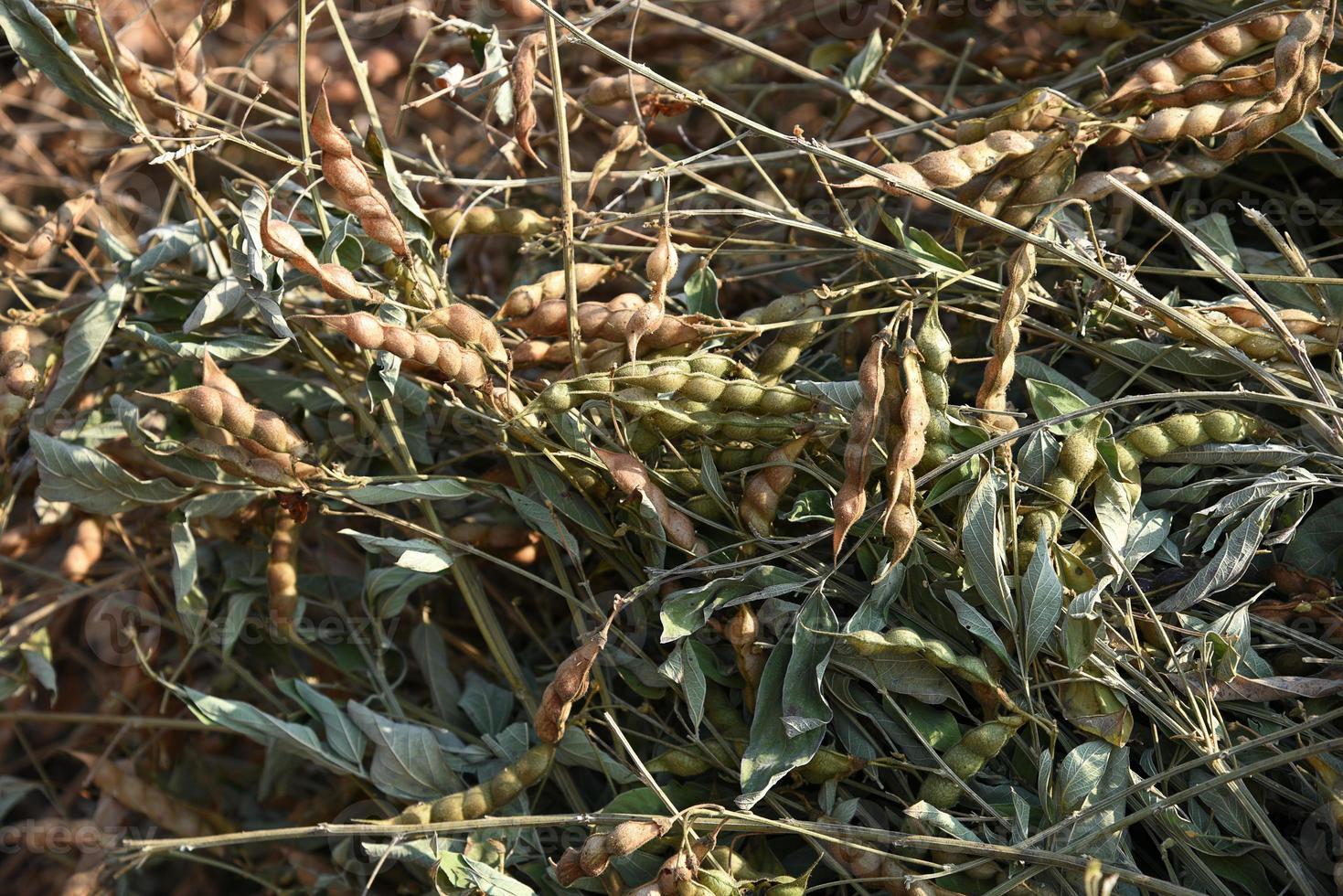 raccolto di piselli di piccione nel campo di fattoria foto