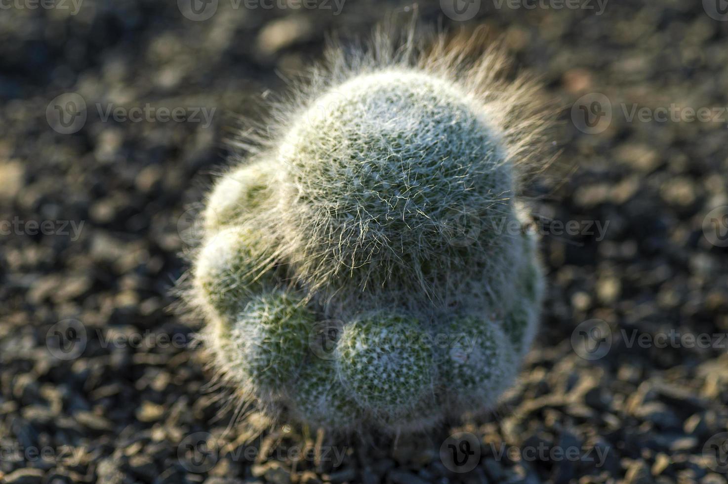 pianta di cactus nel parco foto