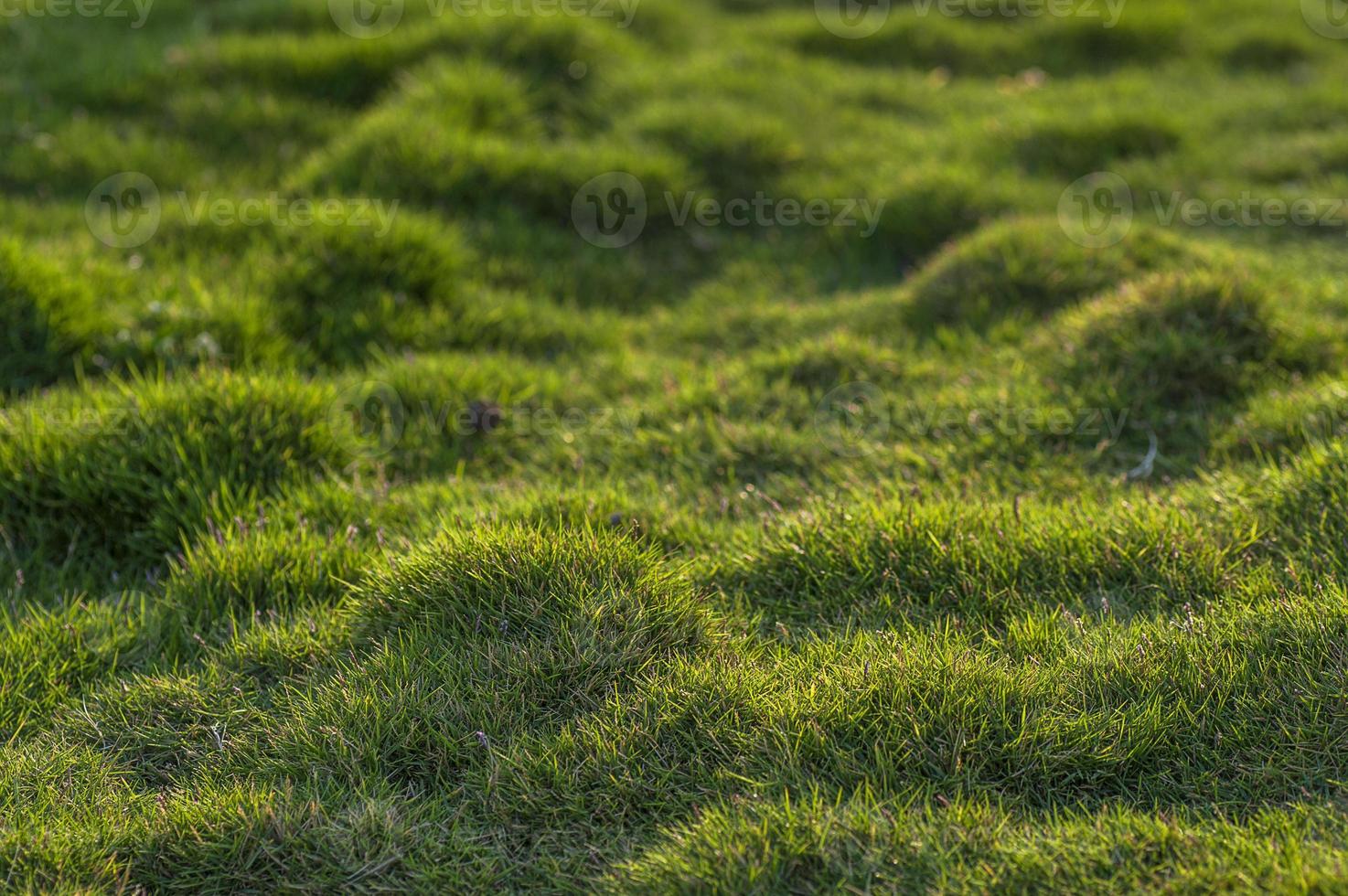 primo piano dell'erba verde foto