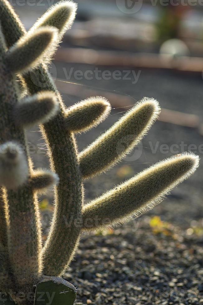 pianta di cactus nel parco foto