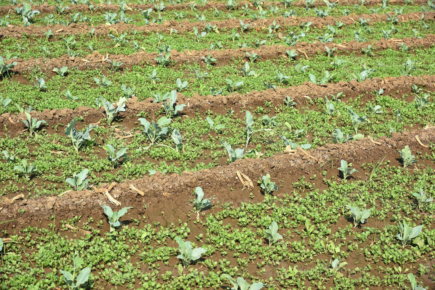 campo o fattoria di cavoli, cavoli verdi nel campo agricolo foto