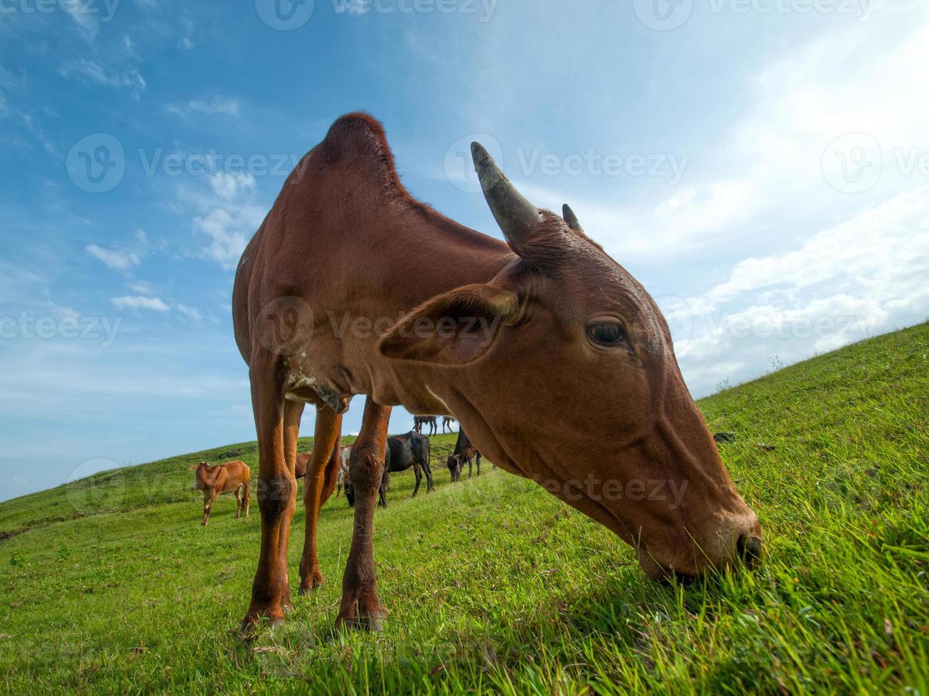 mucche al pascolo su un campo di erba lussureggiante foto