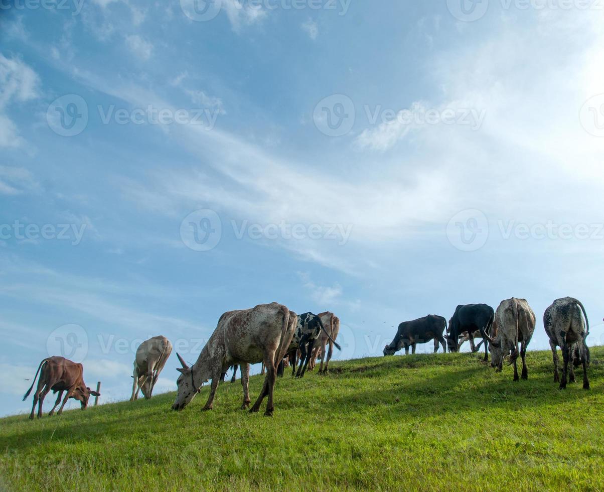 mucche al pascolo su un campo di erba lussureggiante foto