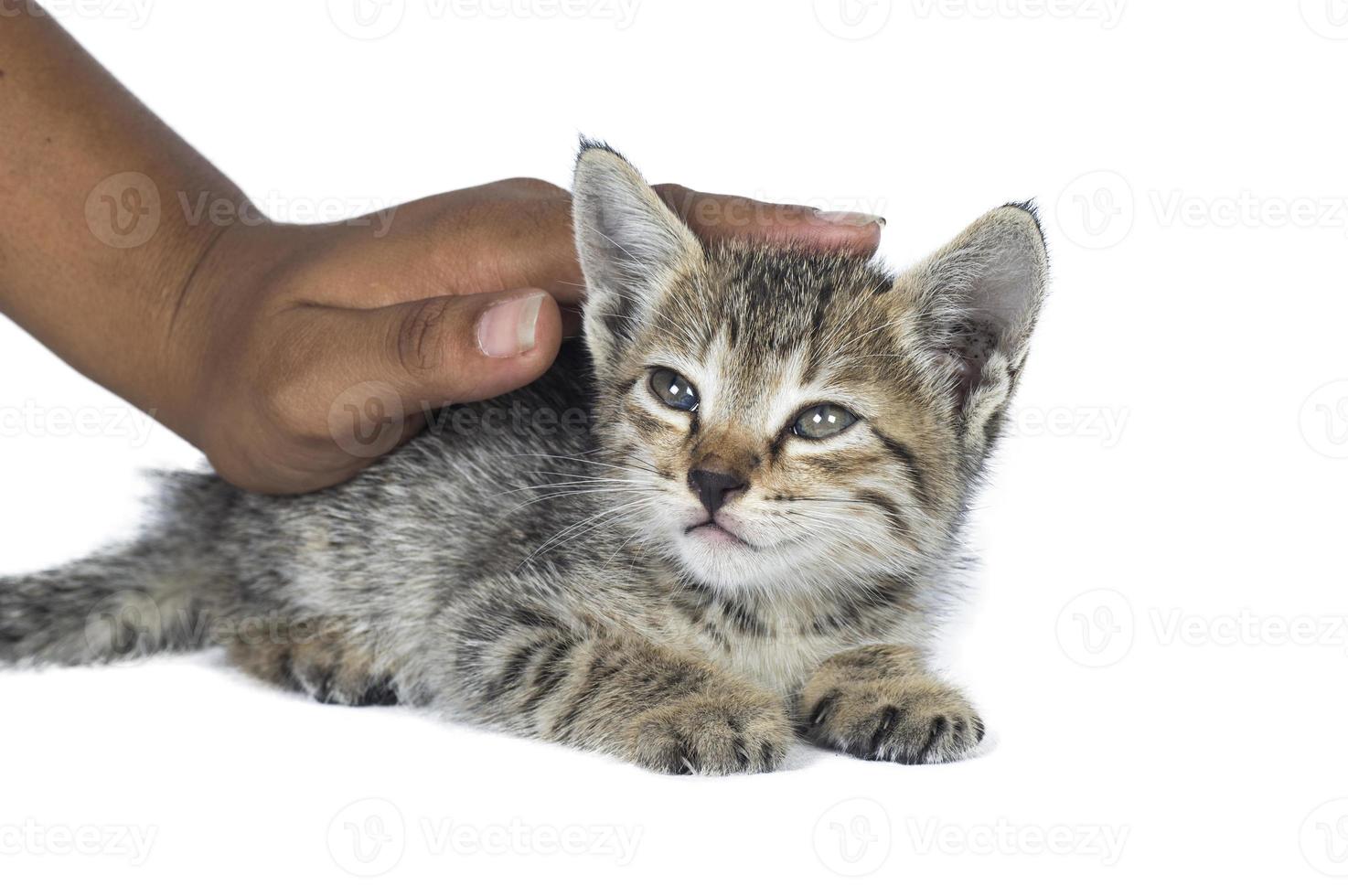 piccolo gattino addormentato sulle mani dell'essere umano su sfondo bianco foto