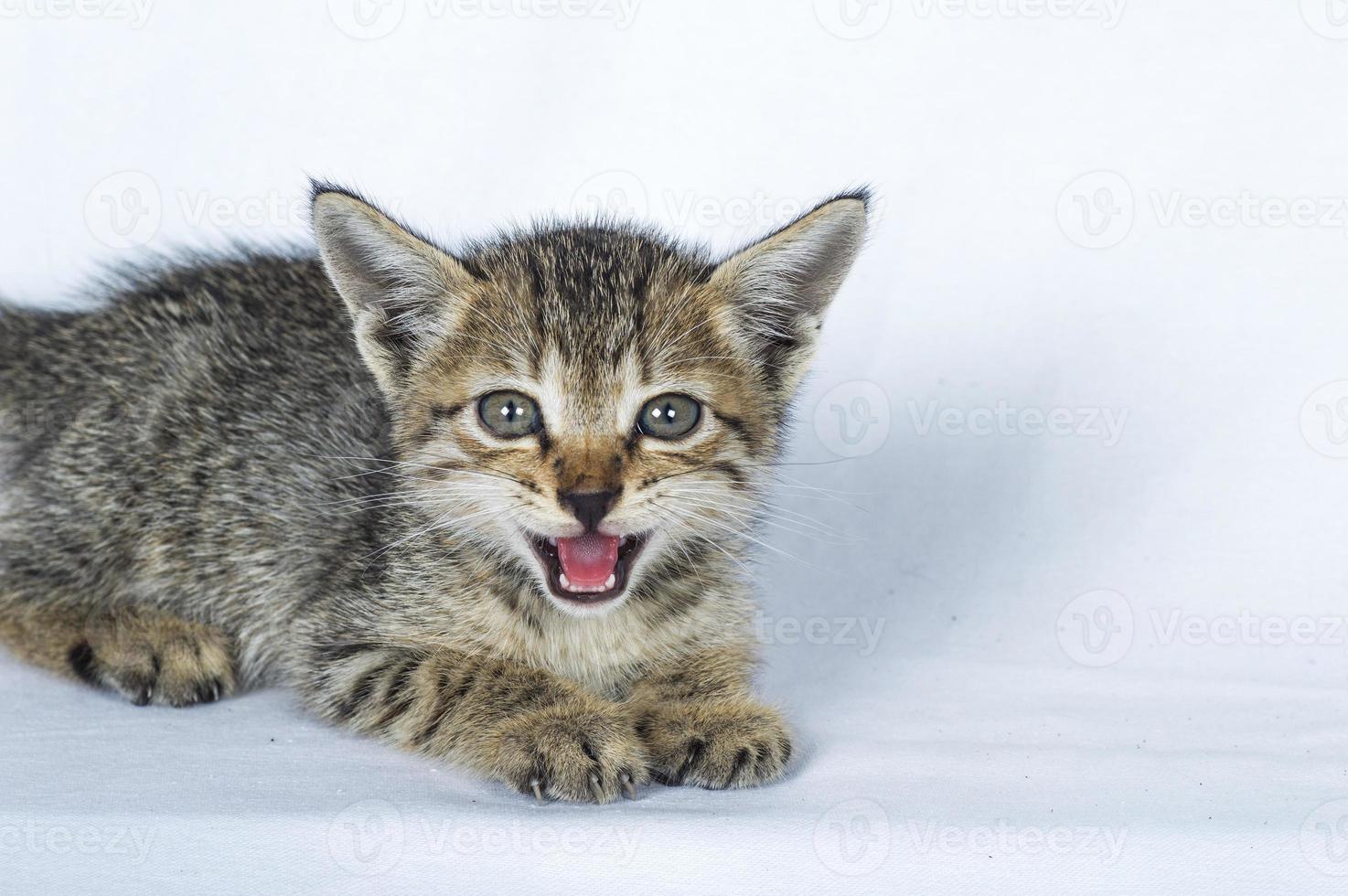 gattino a strisce grigio su sfondo bianco, piccolo predatore, foto