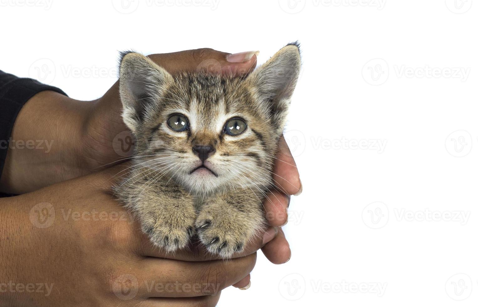 piccolo gattino in mani umane foto