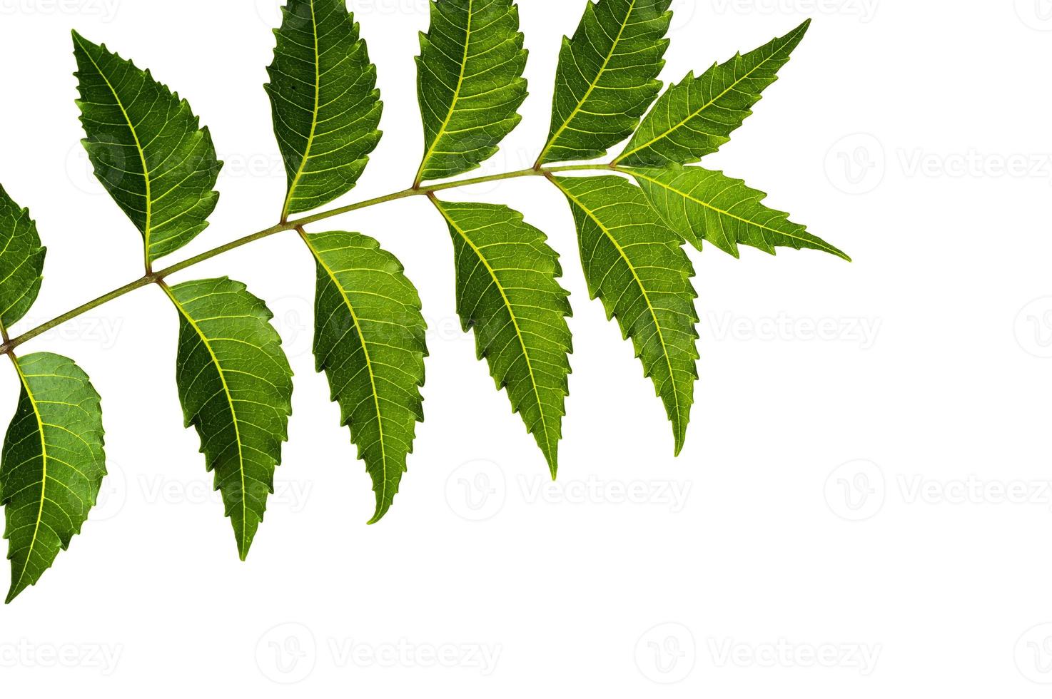 foglia di neem medicinale su sfondo bianco. azadirachta indica. foto