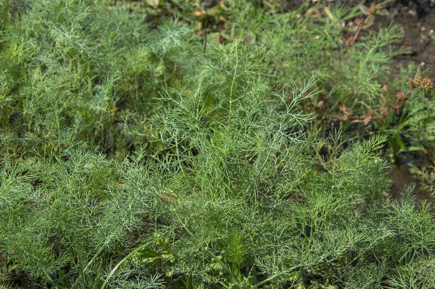 fiore di aneto verde, anethum graveolens crescono in campo agricolo. foto