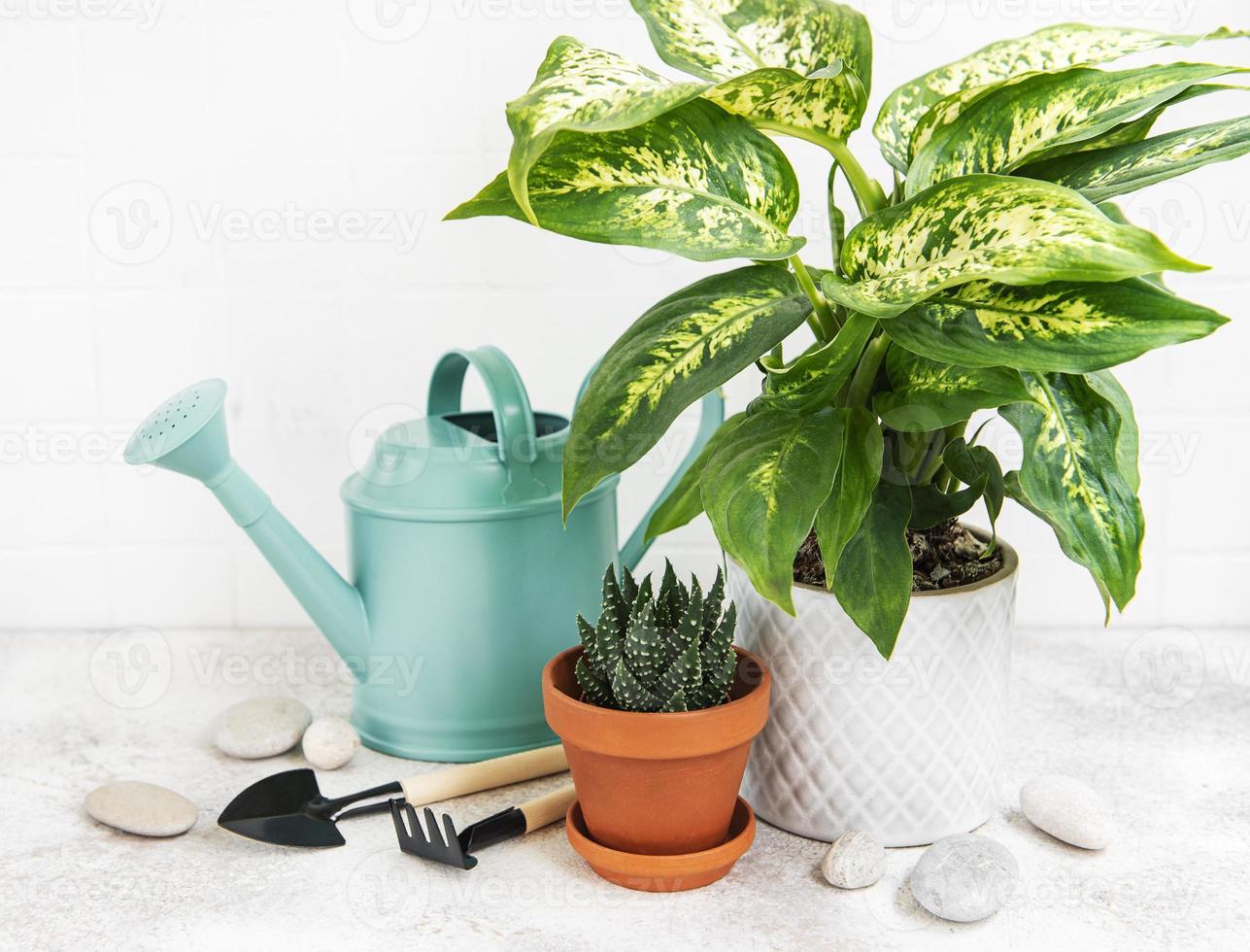 una casa piante in vasi da fiori e annaffiatoio verde foto