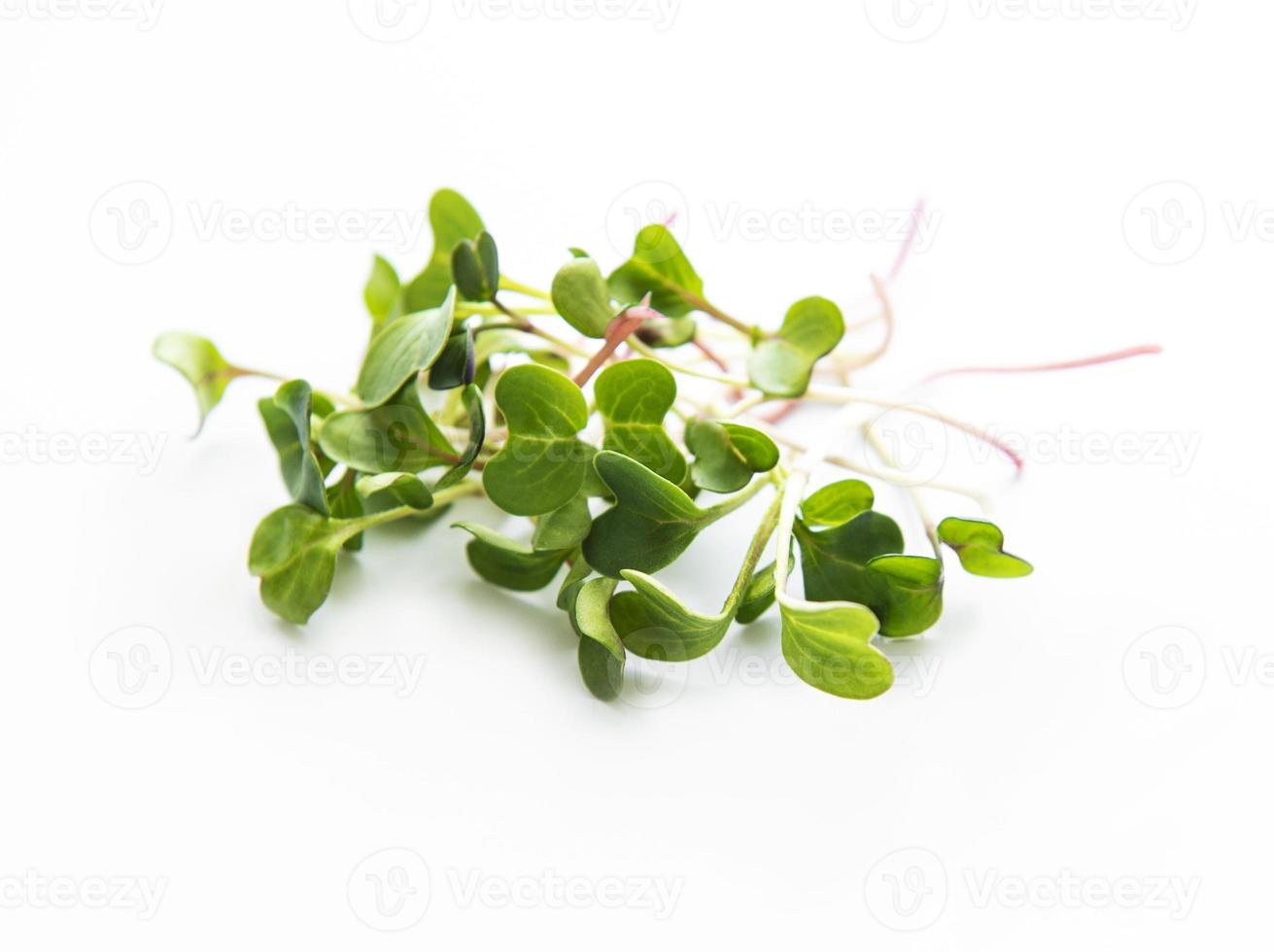micro verdi di ravanello foto