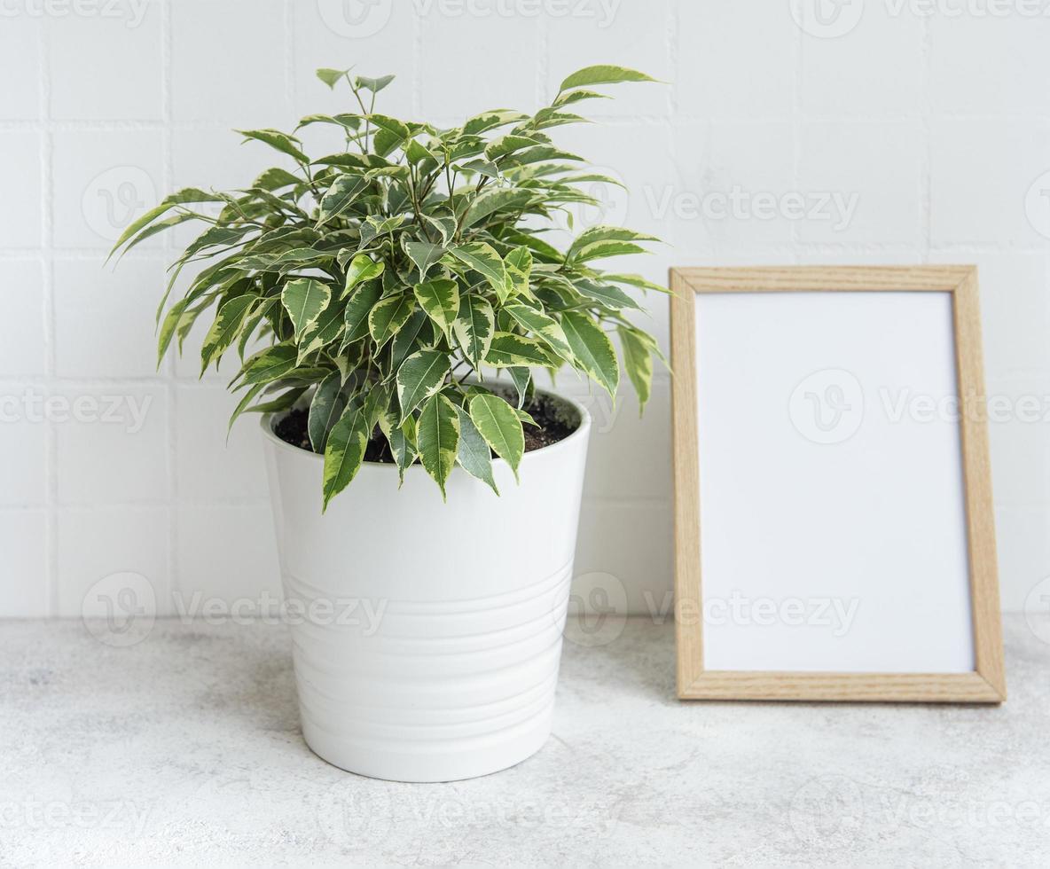 ficus benjamin e mock up poster frame foto