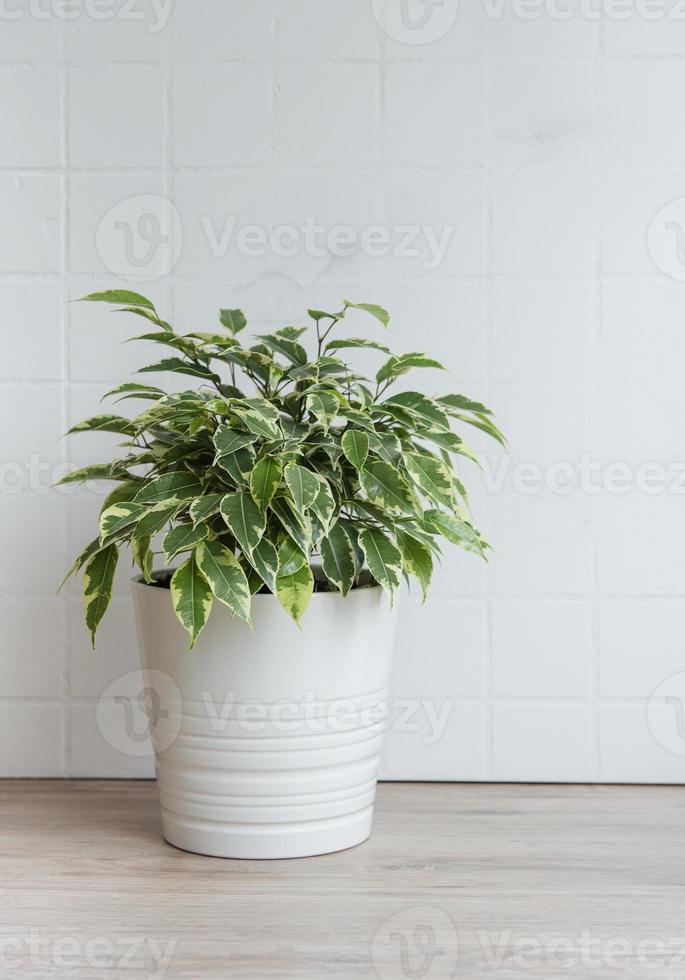 ficus benjamin in tavola foto