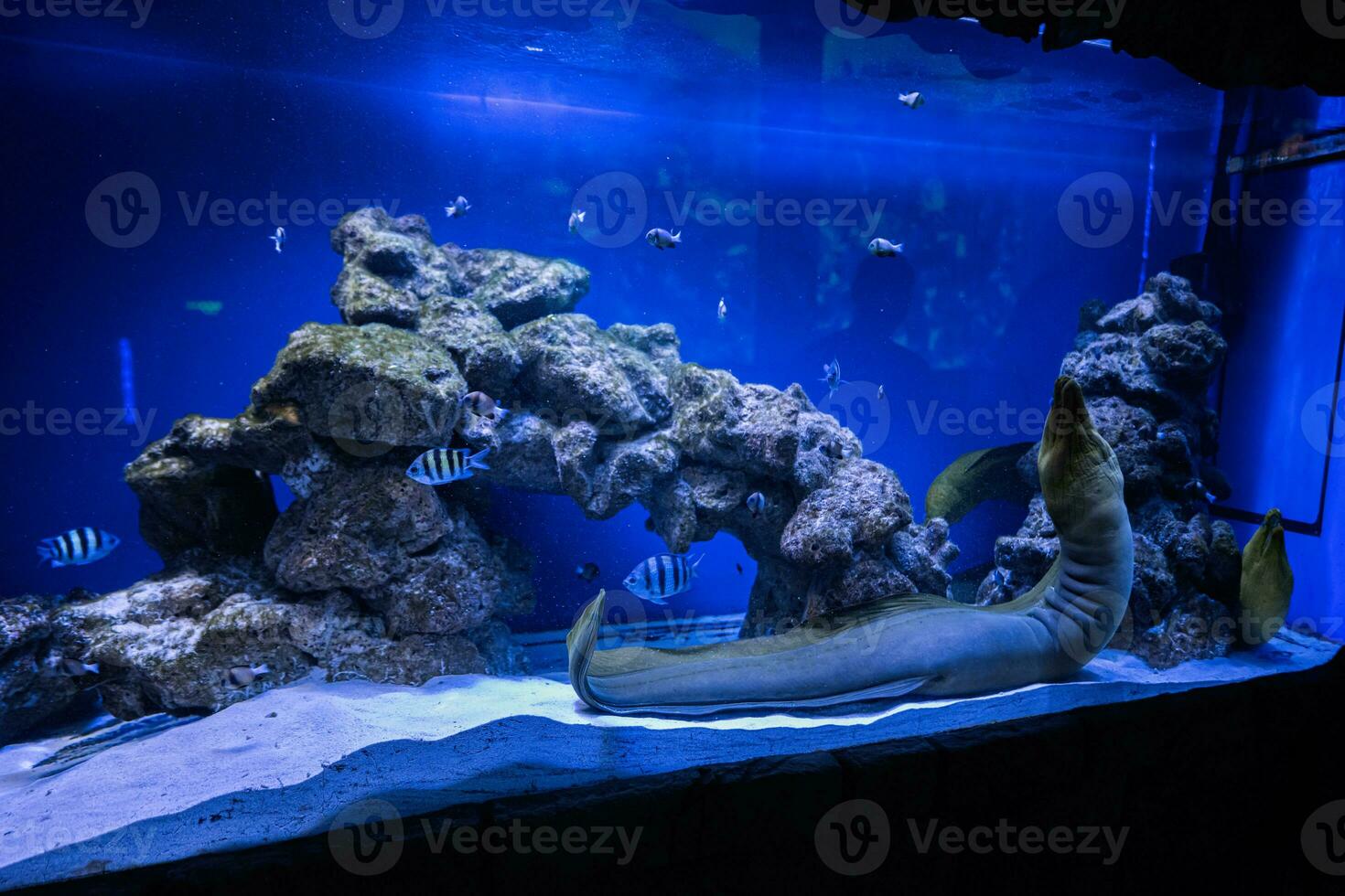 murena anguille, o muraenidae nel acquario. foto