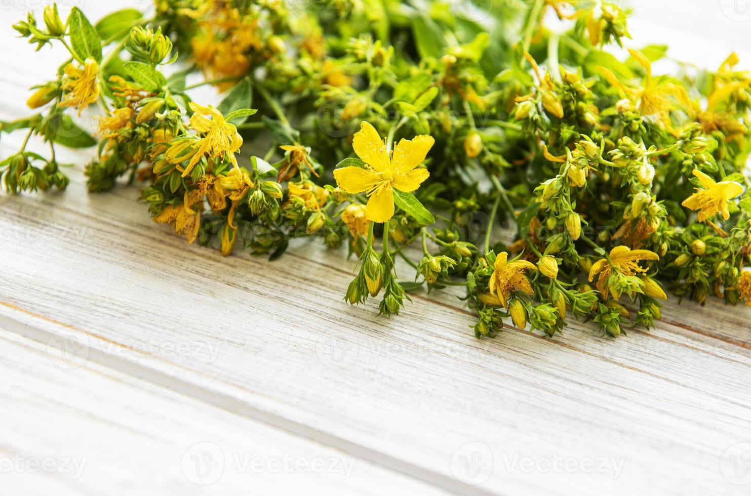 fiori gialli di erba di san giovanni su sfondo bianco in legno. fiore selvatico. foto