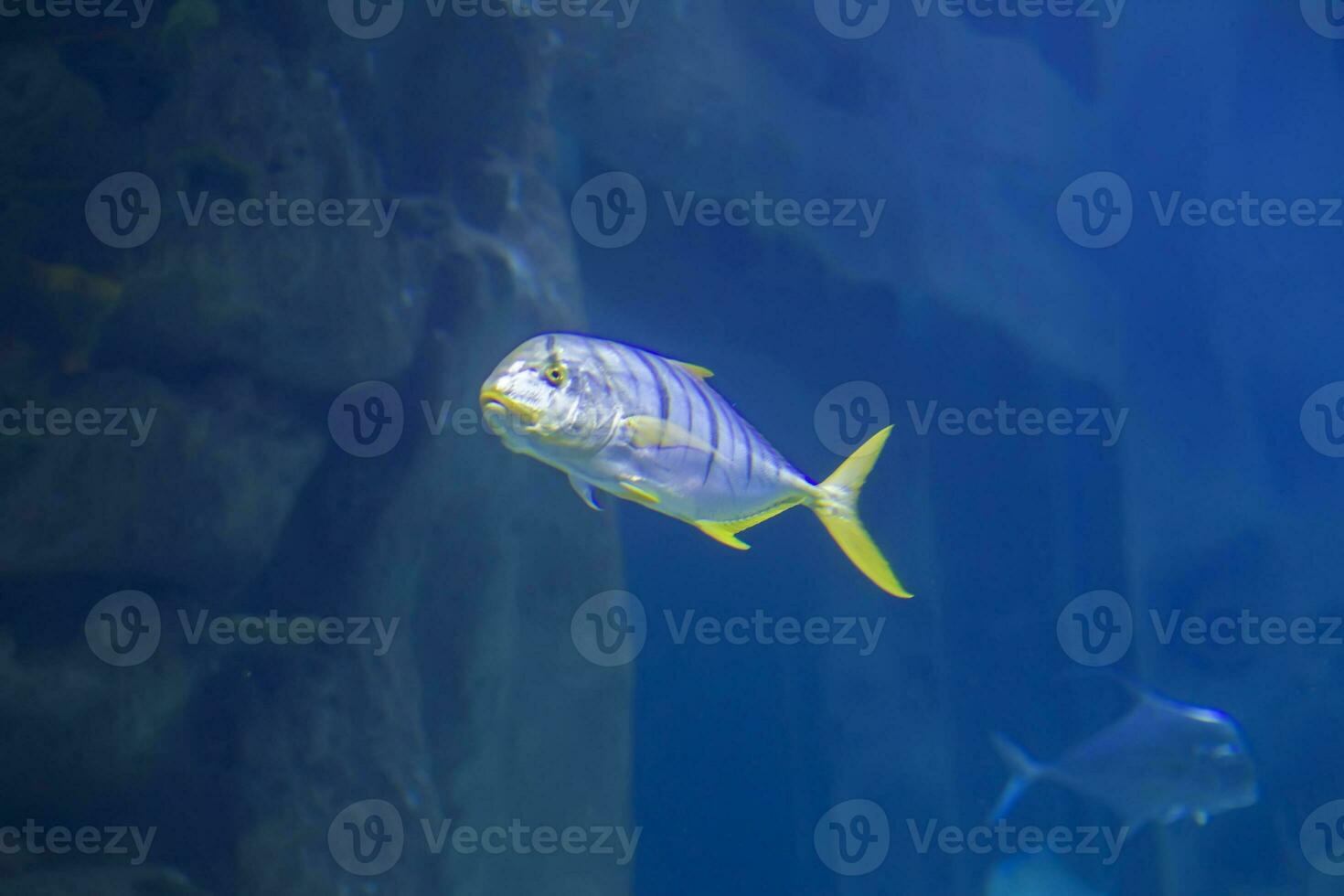 a strisce tropicale pesce su un' sfondo di blu acqua. foto