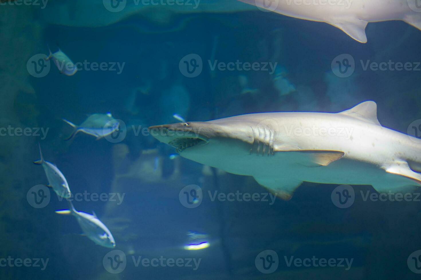 enorme pauroso squalo nel blu acqua foto