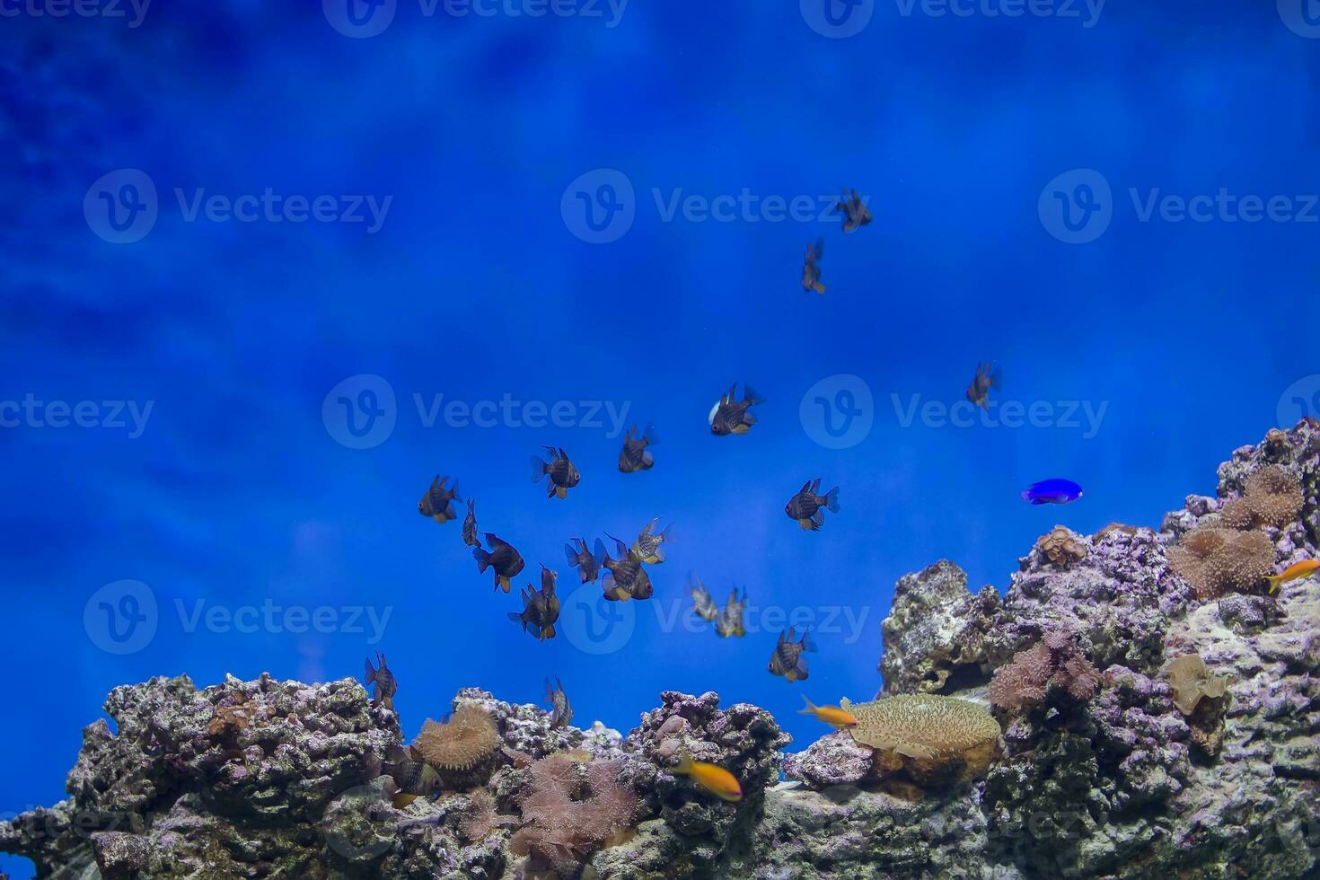 un' gregge di tropicale pesce su il sfondo di barriere e coralli. esotico pesce nel blu acqua foto