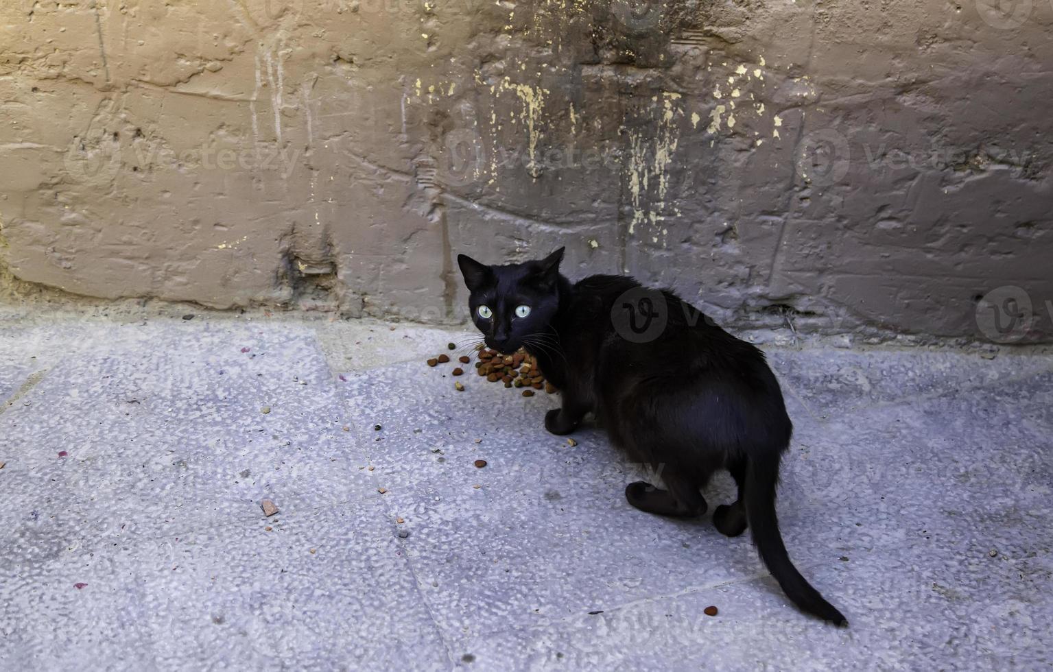 gatti randagi che mangiano per strada foto