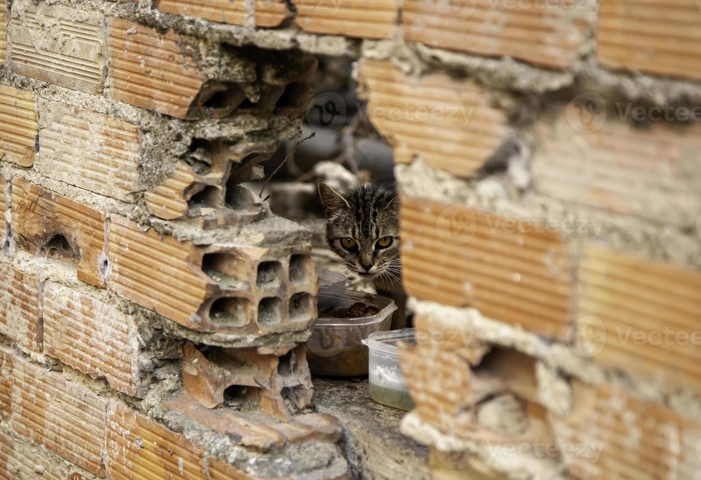 gatti randagi che mangiano per strada foto