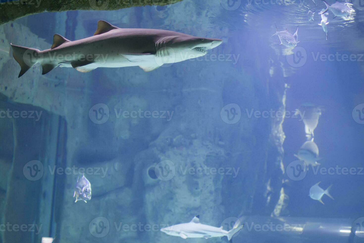 enorme pauroso squalo nel blu acqua foto