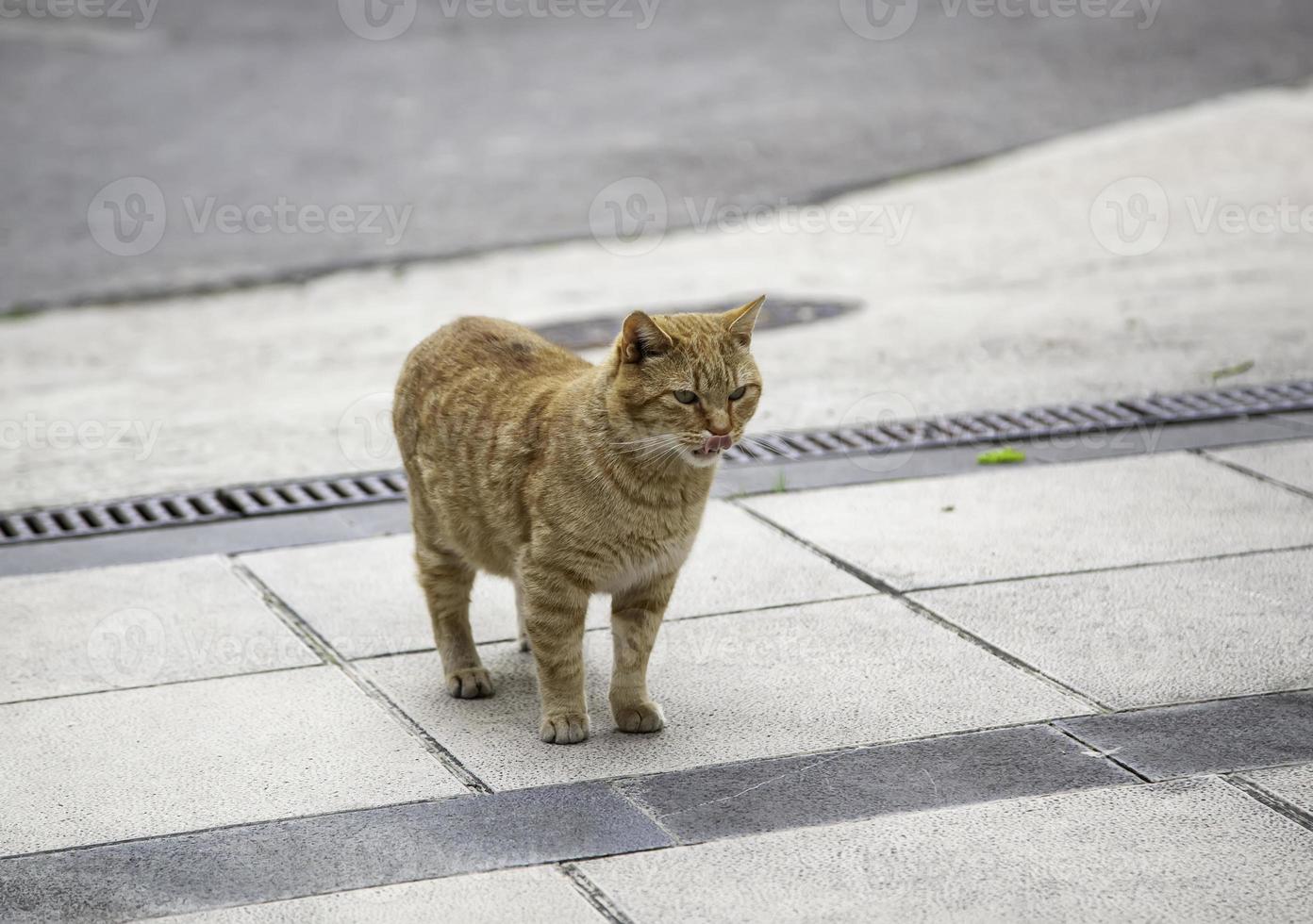 gatto arancione che riposa strada foto