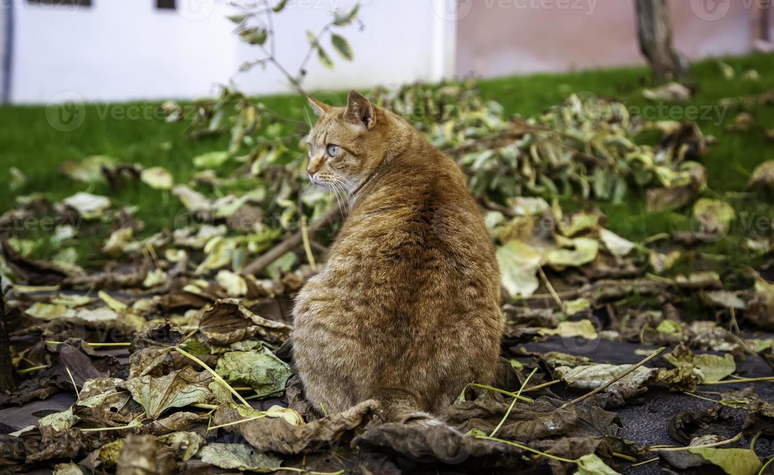 gatto arancione che riposa strada foto