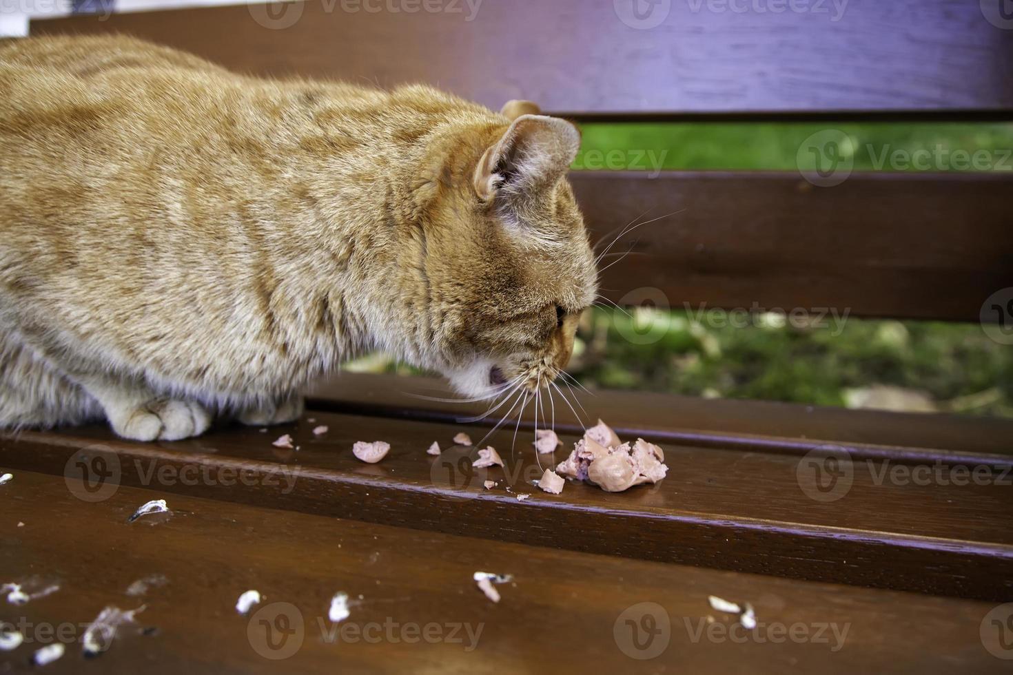 gatti randagi che mangiano per strada foto