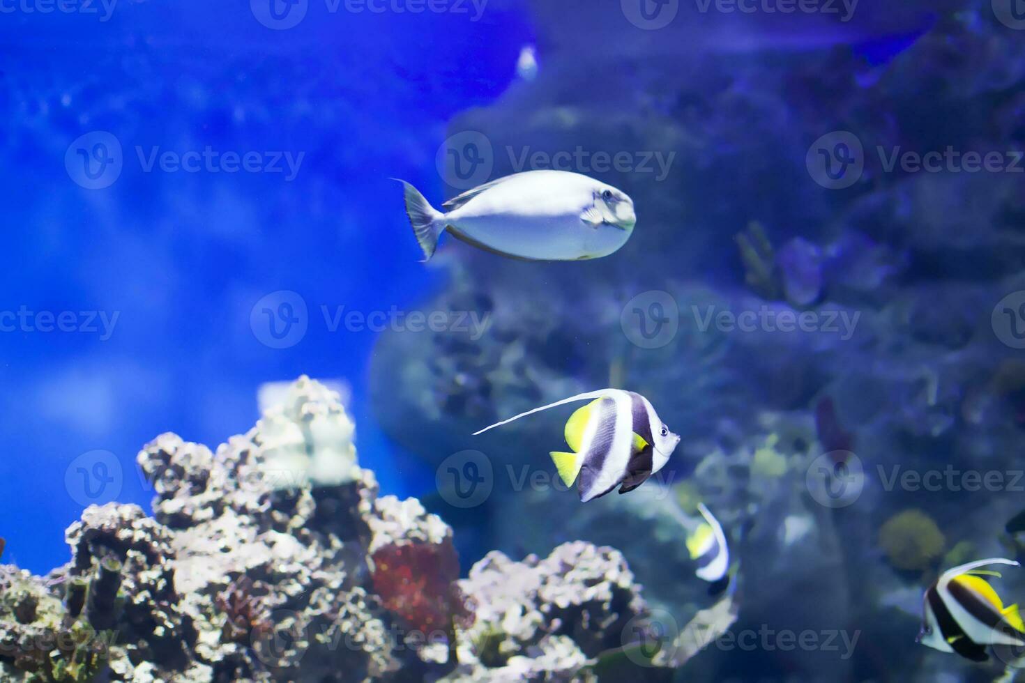 tropicale mare pesce nel blu acqua foto