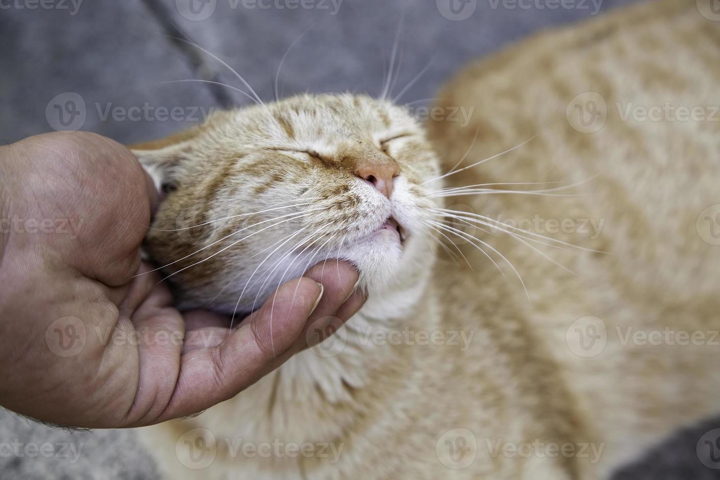 persona che accarezza il gatto foto