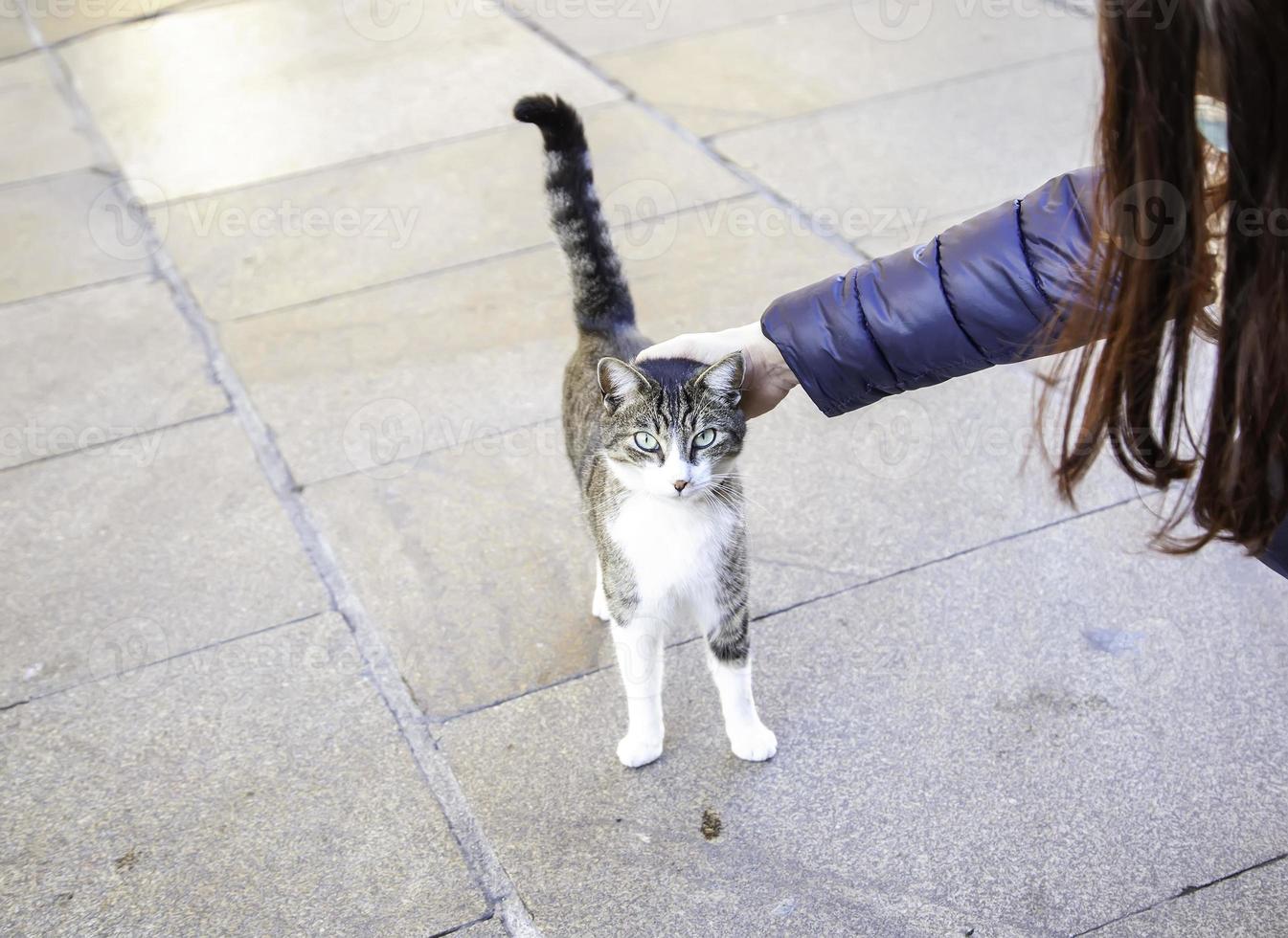 persona che accarezza il gatto foto