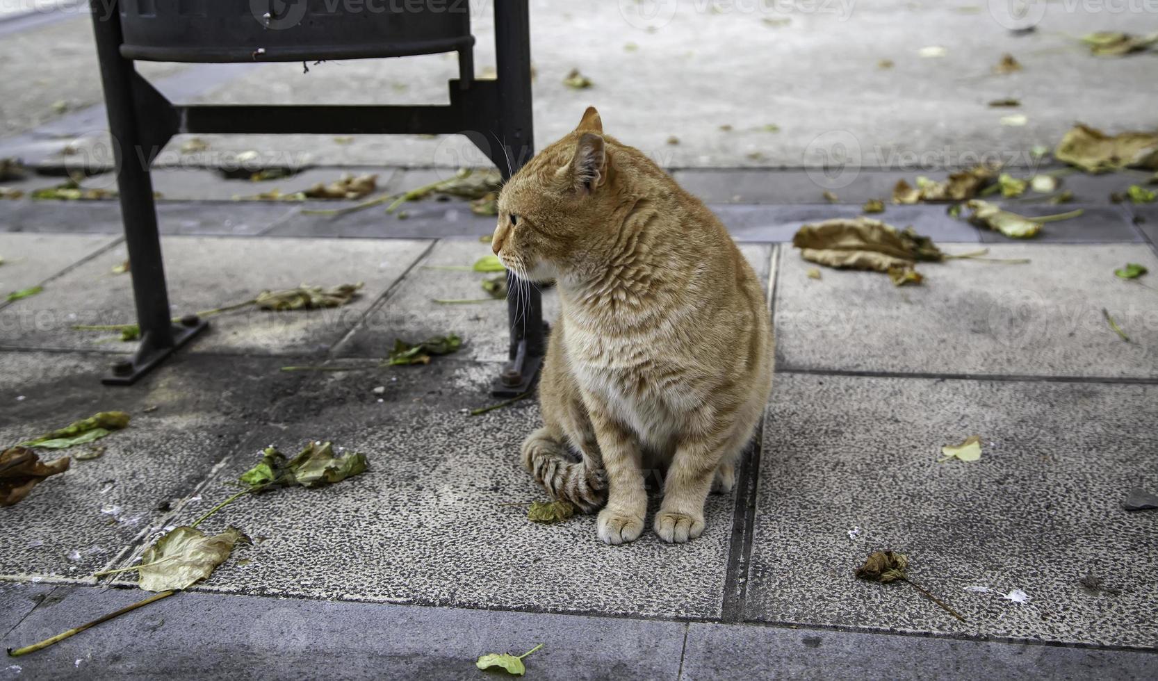 gatto arancione che riposa strada foto