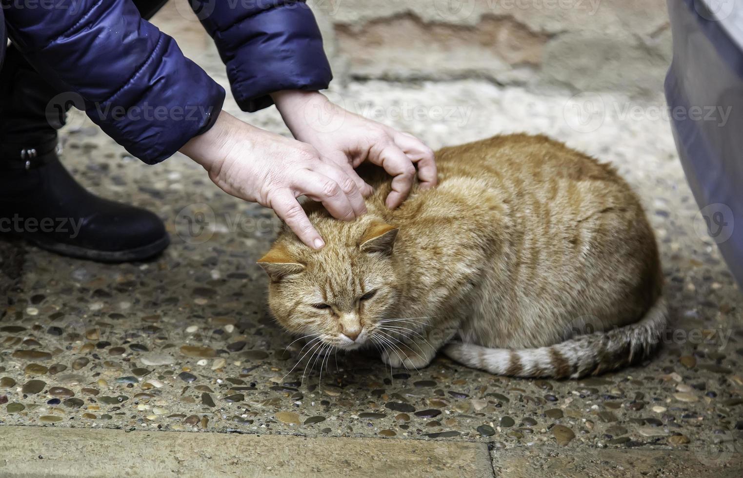 persona che accarezza il gatto foto