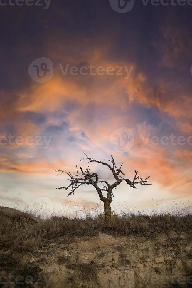 albero secco nella foresta foto