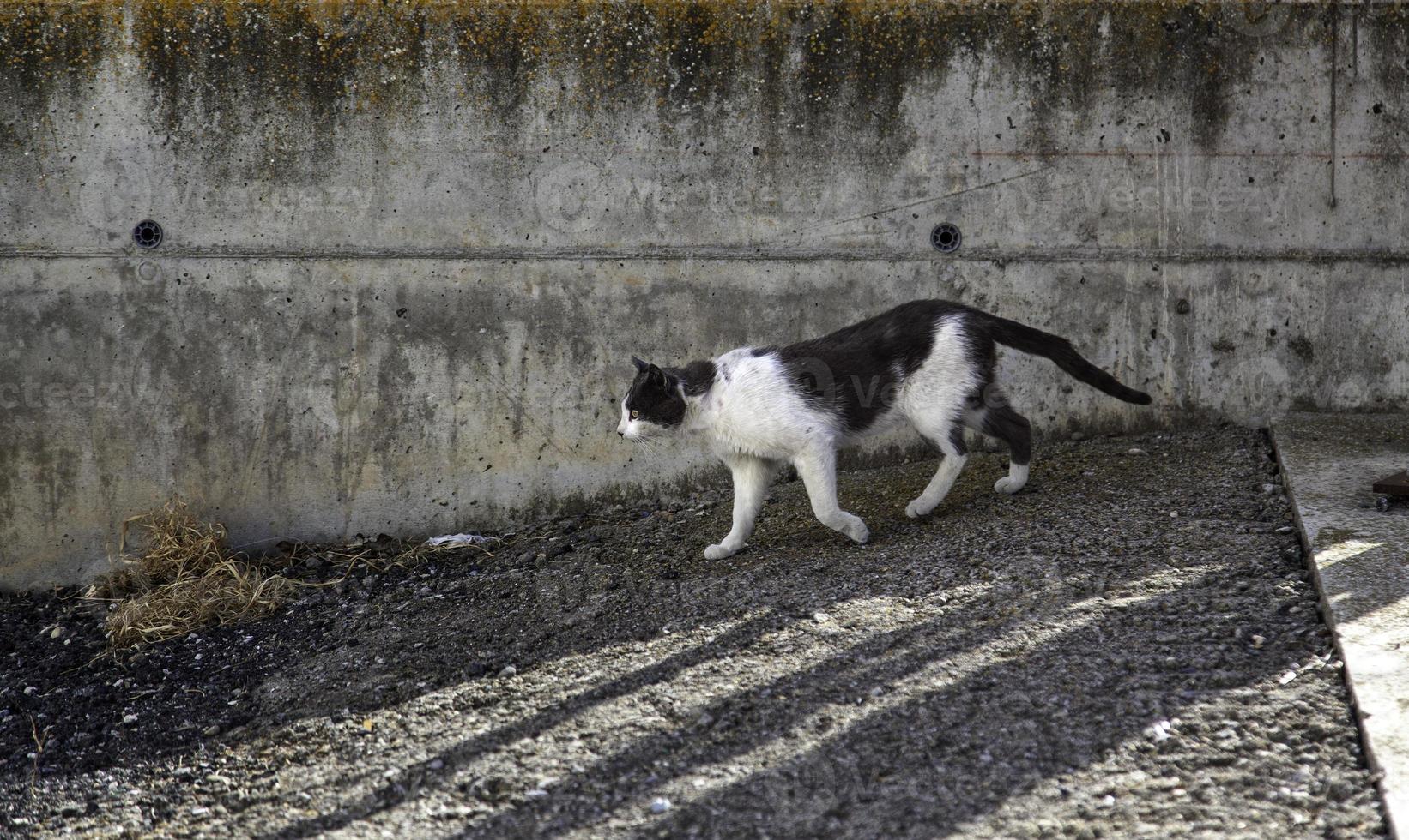 gatto randagio che cammina foto