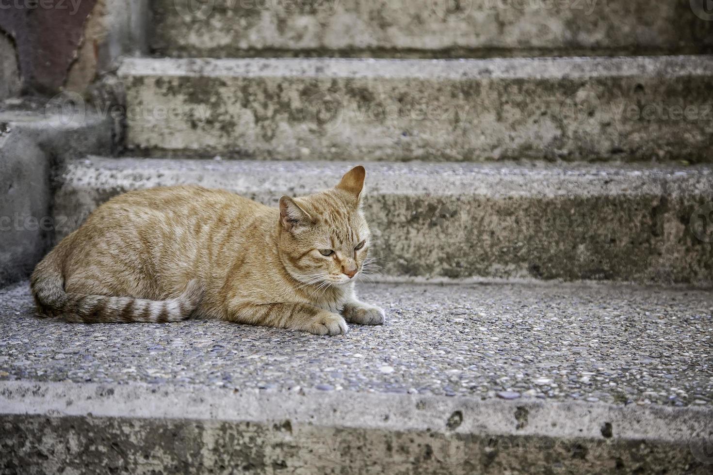 gatto arancione che riposa strada foto