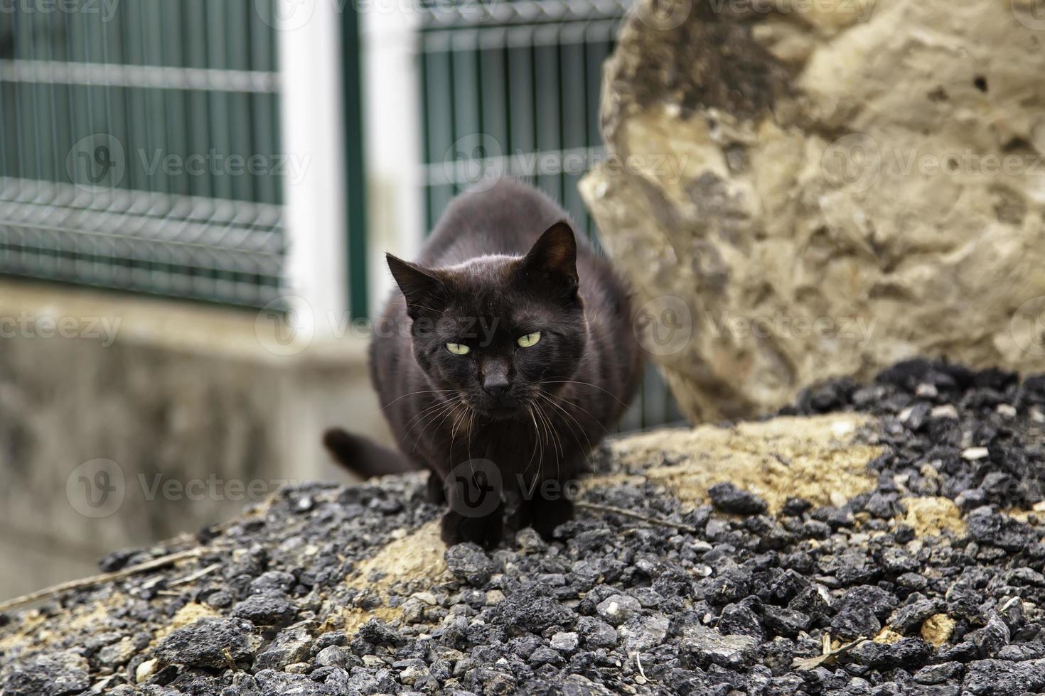 gatto nero randagio in città foto