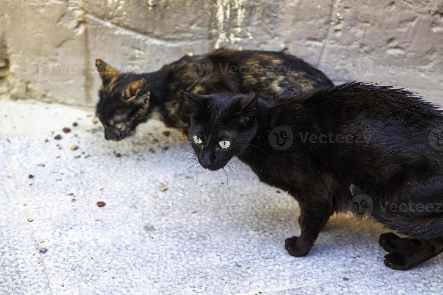 gatto nero per strada foto