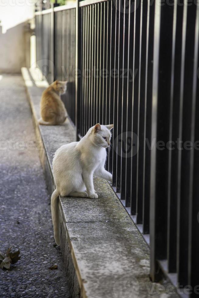 gatti sul recinto foto