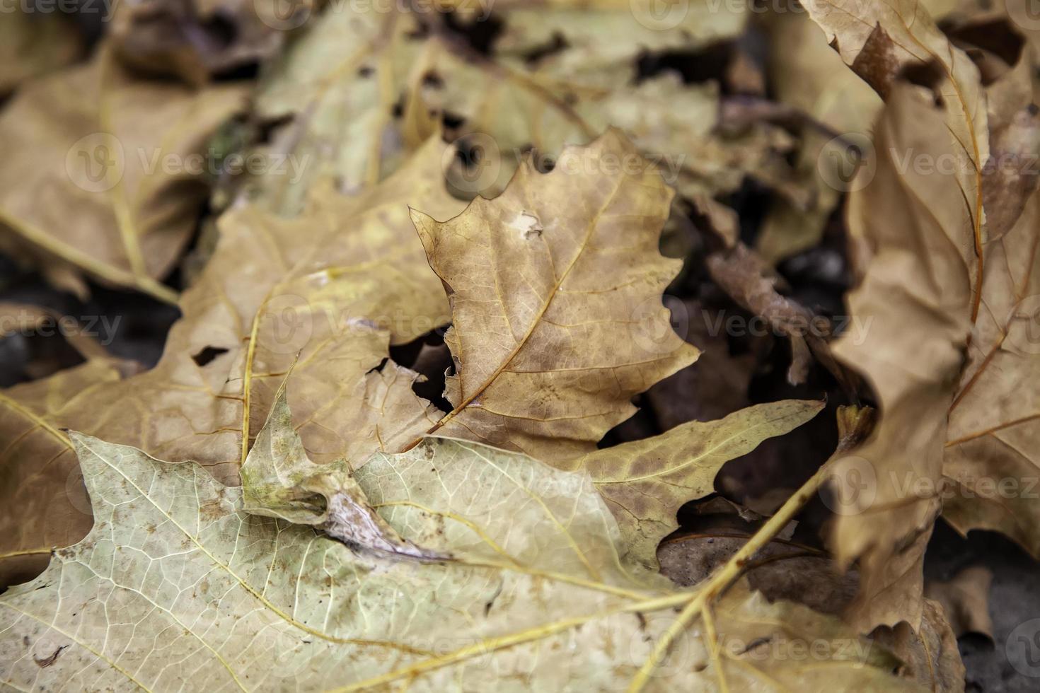 foglie d'autunno a terra foto